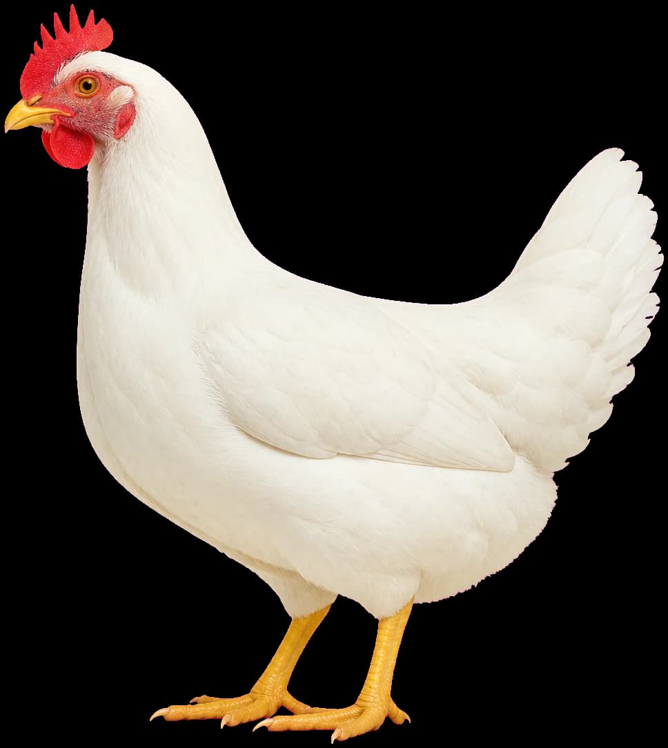 Bijela kokoš sa farme Lady Di